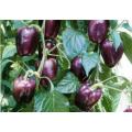 Purple Beauty Sweet Bell Pepper - Capsicum Annuum - Seeds - 20 Seeds