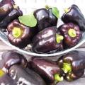 Purple Beauty Sweet Bell Pepper - Capsicum Annuum - Seeds - 5 Seeds