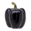 Purple Beauty Sweet Bell Pepper - Capsicum Annuum - Seeds - 5 Seeds