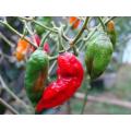Ghost Pepper - Bhut Jolokia Chilli Pepper - Capsicum Chinense - Seeds - 50 Seeds