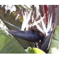 Strelizia Nicolai Evergreen Tree - Natal Wild Banana - Great White Bird of Paradise - ... - 10 Seeds