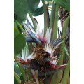 Strelizia Nicolai Evergreen Tree - Natal Wild Banana - Great White Bird of Paradise - ... - 10 Seeds