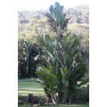 Corporate Gifting Seeds - Great White Tree Strelitzia - Strelitzia Nicolai - Indigenous South Afr...