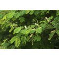Acacia Ataxacantha - Flame Thorn Tree - Vlamdoring - Indigenous South African Tree - 10 Seeds
