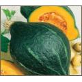 Chicago Warted / Green Hubbard Squash - Cucurbita Maxima - 5 Seeds