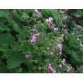 Pelargonium Papilionaceum - Butterfly Pelargonium - Indigenous South African Shrub - 5 Seeds