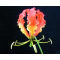 Gloriosa Superba - Flame Lily - Zimbabwean Bulb - 15 Seeds