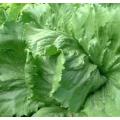 Saladin Iceberg / Crisphead Lettuce - Lactuca Sativa - 300 Seeds