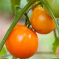Valencia Tomato - Lycopersicon Esculentum - Heirloom Vegetable - 5 Seeds