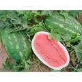 All Sweet Watermelon - ORGANIC - Citrullus Lanatus - Fruit - 15 Seeds