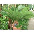 Cycas Revoluta - Sago Cycad / Sago Palm - 5 Seeds