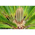 Cycas Revoluta - Sago Cycad / Sago Palm - 5 Seeds