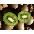 Kiwi Fruit - Bulk Fruit Seeds - 200 Seeds