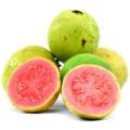 Guava Fruit Tree - Psidium Guajava - Red Fleshed Guava - 5 Seeds