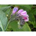Comfrey - Symphytum officinale - 5 Seeds - Medicinal Herb