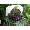 White Bat Flower - Tacca Integrifolia - Exotic Chinese Bulb Seeds - White Devil Flower ... - 5 Seeds