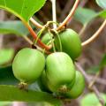 Actinidia arguta - Kiwi berry - Kiwi Fruit variety - Exotic Shrub - 5 Seeds