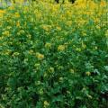 Yellow Mustard - Heirloom Vegetable - 200 Seeds