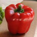 Cute Stuff Red Mini Bell Pepper - Capsicum Annuum - 5 Seeds - The Patio Vegetable Collection