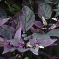 Purple Flash Chilli Pepper - Ornamental - Capsicum Annuum - 5 Seeds