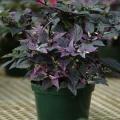 Purple Flash Chilli Pepper - Ornamental - Capsicum Annuum - 5 Seeds