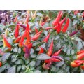 Sangria Chilli Pepper - Ornamental - Capsicum Annuum - 5 Seeds