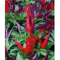 Sangria Chilli Pepper - Ornamental - Capsicum Annuum - 5 Seeds