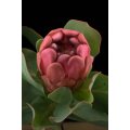 Protea Grandiceps - Princess Protea - Indigenous South African Protea - 5 Seeds