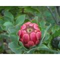 Protea Grandiceps - Princess Protea - Indigenous South African Protea - 5 Seeds