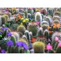 Mixed Cactus Seeds - Cactaceae - Exotic Cacti - 100 Mixed Cacti Seeds
