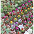 Mixed Cactus Seeds - Cactaceae - Exotic Cacti - 50 Mixed Cacti Seeds
