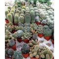 Mixed Cactus Seeds - Cactaceae - Exotic Cacti - 1 000 Mixed Cacti Seeds