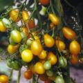 Peardrops Trailing Vine - Container Tomato - Lycopersicon Esculentum - 5 Seeds