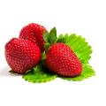 Tarpan F1 Strawberry - Fragaria - Easy to grow Container Strawberry - Fruit - 5 Seeds