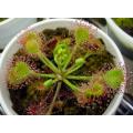 Drosera rotundifolia - Carnivorous Round Leaved Sundew Plant - 5 Seeds