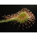 Drosera rotundifolia - Carnivorous Round Leaved Sundew Plant - 5 Seeds