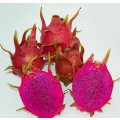 Purple Flesh Dragon Fruit / Pitaya "Dark Star" -Hylocereus guatemalensis & Hylocereus undatus hyb...