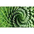 Aloe Polyphylla - African Spiral Aloe - Lesotho Succulent - Seeds - 10 Seeds