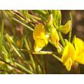 Aspalathus linearis - Rooibos Tea Shrub - Indigenous South African Shrub - 10 Seeds