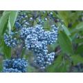 Blue Elderberry Exotic Fruit Tree - Sambucus cerulea - 5 Seeds