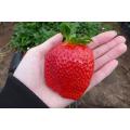 Giant Strawberry - Fragaria A. Maximus - Exotic Fruit - 5 Seeds