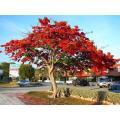 Delonix Regia - Royal Poinciana - Flamboyant Tree - Exotic Tree - 10 Seeds