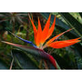 Wedding Favour Seeds - Bird of Paradise - St... - Self Pack Option - 100 Seeds - 20 Guests x 5 Seeds