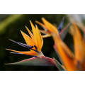 Wedding Favour Seeds - Bird of Paradise - St... - Self Pack Option - 100 Seeds - 20 Guests x 5 Seeds