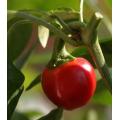 Peppadue Sweet Red Cherry Pepper - Capsicum baccatum v pendullum - 10 Seeds