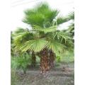 Mexican Fan Palm - Washingtonia Robusta - Exotic Palm - 10 Seeds