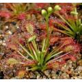 Drosera intermedia - Exotic Cuban Carnivorous Sundew Plant - 5 Seeds