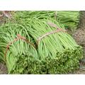 Chinese / Thai Yard Long Beans - Heirloom Vegetable - Vigna sesquipedalis - 5 Seeds