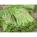 Chinese / Thai Green Yard Long Beans - Heirloom Vegetable - Vigna sesquipedalis - 5 Seeds