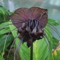 Black Bat Flower - Tacca Chantrieri - Exotic Chinese Bulb Seeds - Devil Flower - 5 Seeds